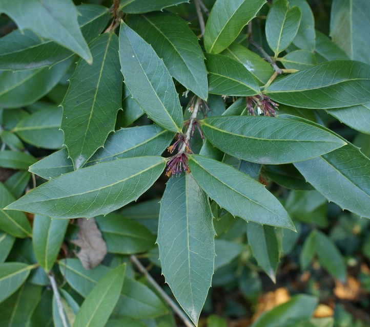 OSMANTHUS ARMATUS